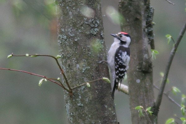 Specht op boomstam in bos.