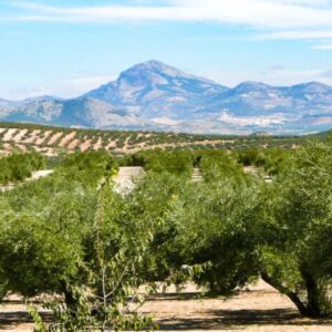 Olijfbomen voor berglandschap onder blauwe hemel