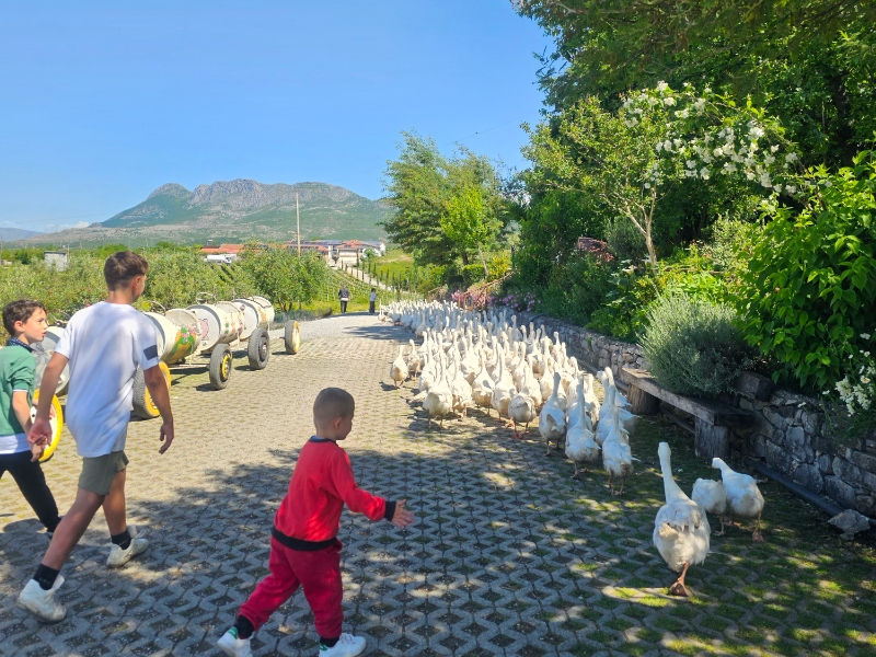 Kinderen en ganzen op een landelijke weg.