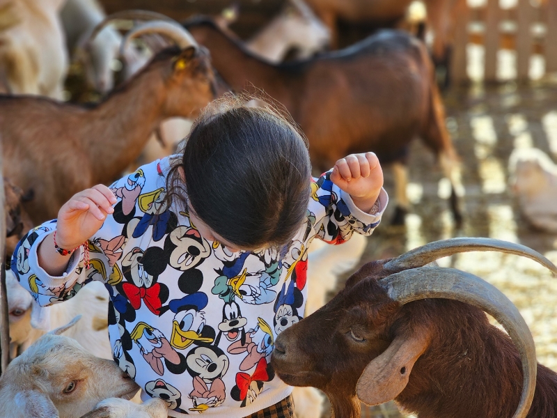 Kind aait geiten op kinderboerderij
