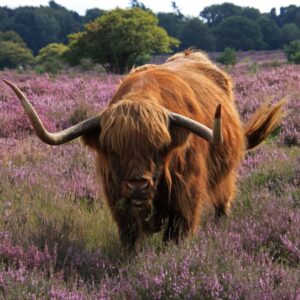 Schotse hooglander in bloeiende heidevelden