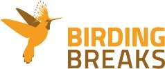 Logo van Birding Breaks met kolibrie