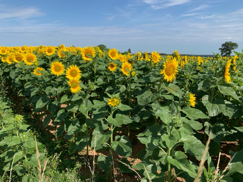 Uitgestrekt veld van zonnige zonnebloemen.
