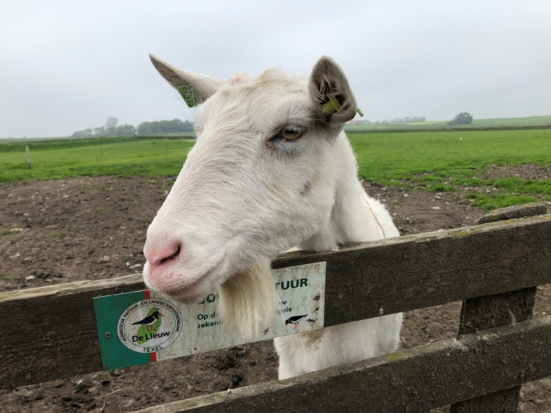 Witte geit bij houten hek in weiland