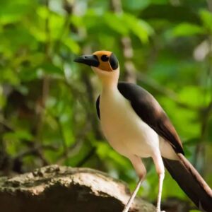 Roodkopstoofmees in groene natuur gespot
