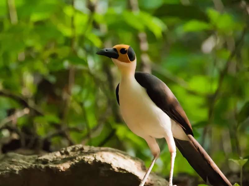 Slowakije | Vogelreis in een bijzonder gebied