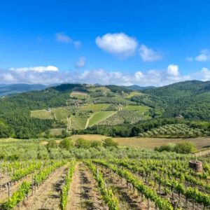 Uitzicht over heuvelachtig wijngaardlandschap onder blauwe lucht.