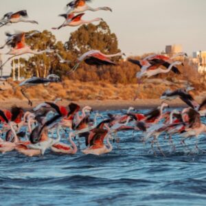 Flamingo's vliegen over water bij zonsondergang.