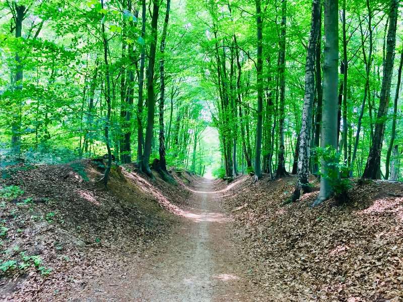 Boswandeling langs een groen bospad in de lente.
