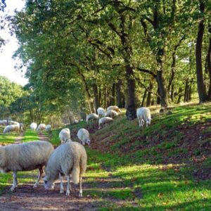 Schapen grazen op een bebost pad.