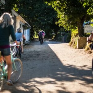 Groep fietsers op zonnig bospad.
