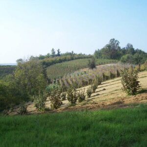 Heuvelachtig landschap met jonge bomen en grasveld.