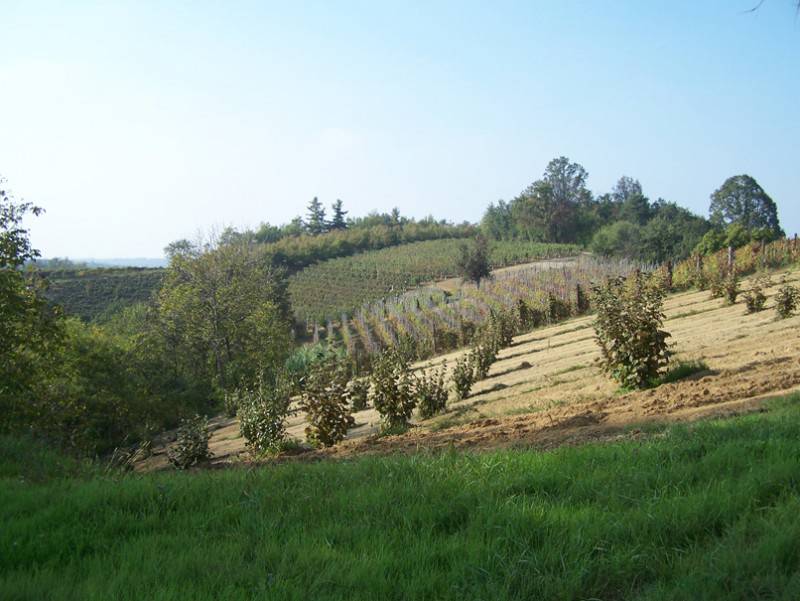Heuvelachtig landschap met jonge bomen en grasveld.