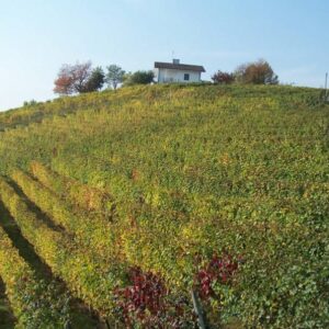 Wijngaard met huis op heuveltop