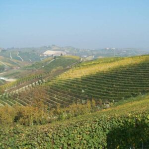 Wijngaarden op glooiende heuvels in Piemonte, Italië.