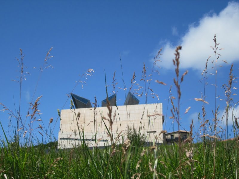 Modern gebouw achter hoge grassprieten in zonlicht.
