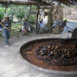Traditionele bereiding van agave met molen en man.