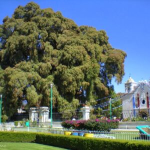 Groot groen boom voor kleurrijke kerk in zonnig park.