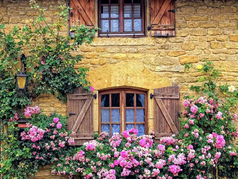 Bakstenen huis met bloeiende rozenstruiken