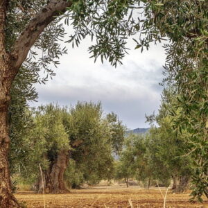 Oude olijfbomen in een zonnig landschap