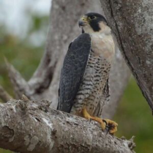 Slechtvalk rustend op boomtak in bos.