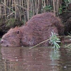 Bever zwemt in natuurwater met oevers.