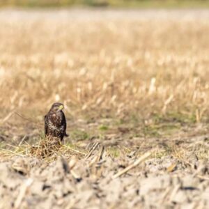 Buizerd zit in veld op wintermorgen