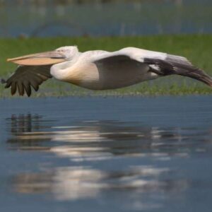 Pelikaansvlucht boven het wateroppervlak