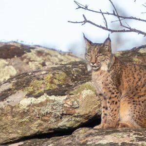 Lynx zit op rots in natuurlijke omgeving.