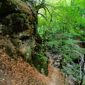 Bospaadje langs rotswand in dichte groene natuur