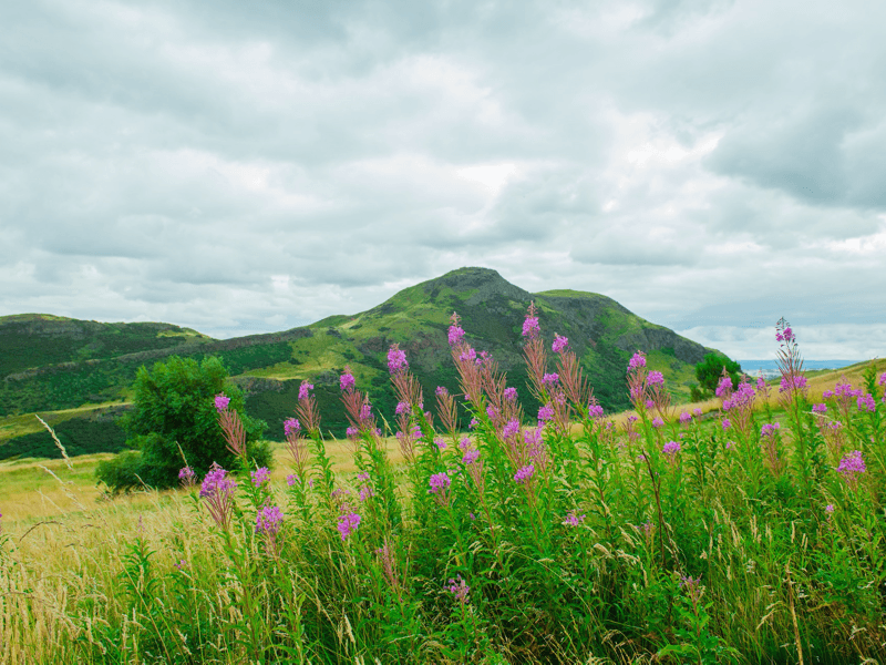 Paarse bloemen voor groene heuvel onder bewolkte lucht.
