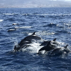 Groep dolfijnen zwemt in de oceaan