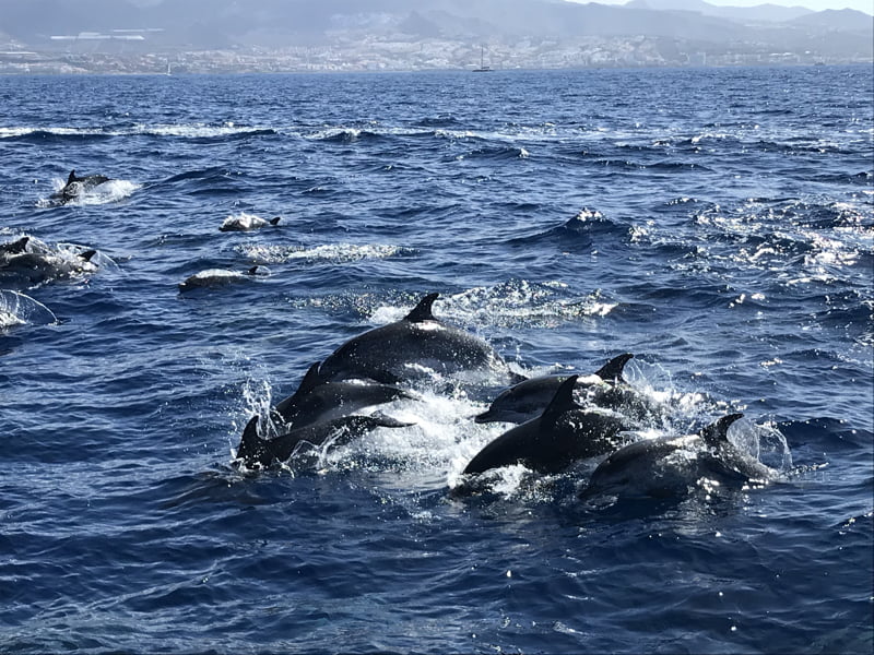 Groep dolfijnen zwemt in de oceaan
