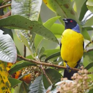 Felgekleurde vogel zittend op tak in het bos.