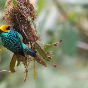 Vogel met kleurrijke veren in natuurlijke omgeving.