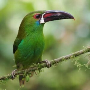 Groene toekan op tak in tropisch bos.