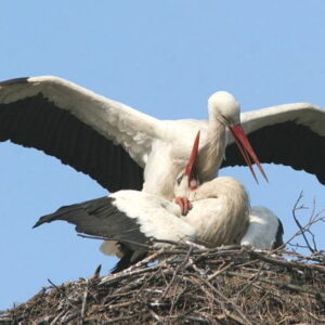 Ooievaars op nest met blauwe lucht.