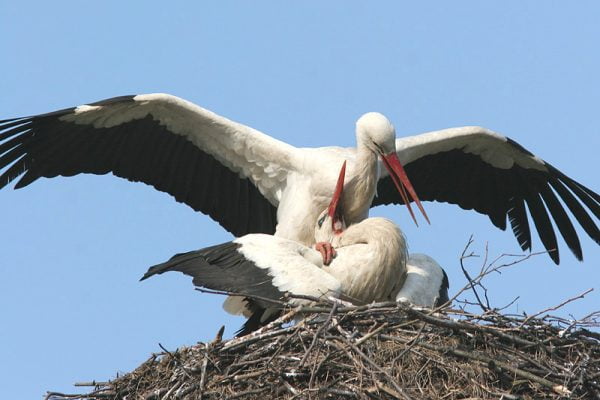 Ooievaars op nest met blauwe lucht.
