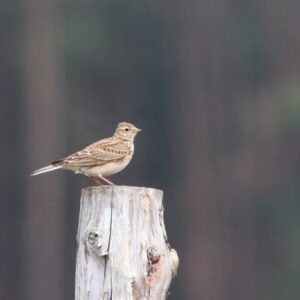 Veldleeuwerik zittend op houten paal in natuurgebied.