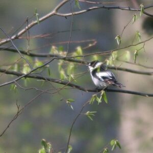 Zwart-witte vogel zittend op tak in bos.
