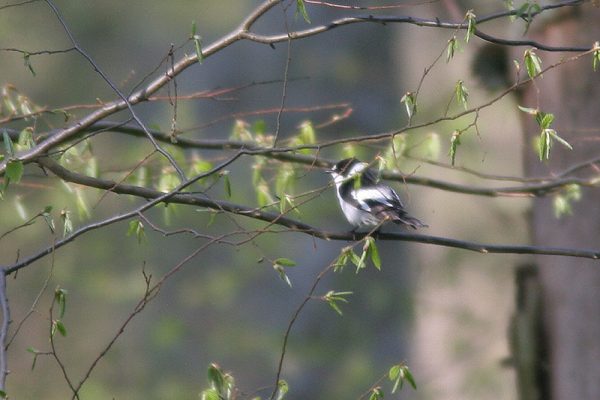 Zwart-witte vogel zittend op tak in bos.
