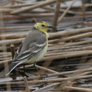 Gele kwikstaart tussen rietstengels bij waterpoel.