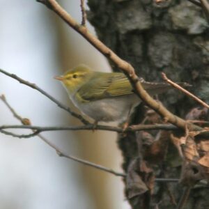 Groene vogel op tak in de natuur