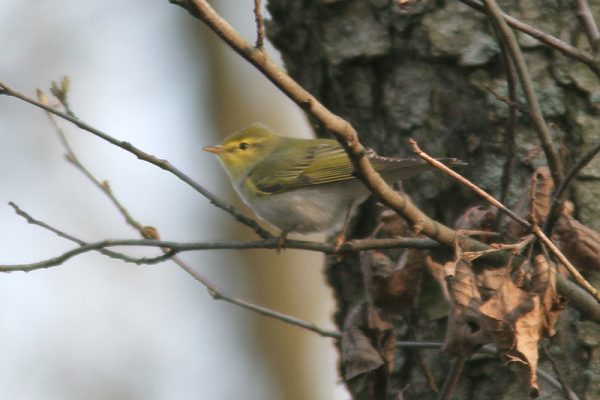 Groene vogel op tak in de natuur
