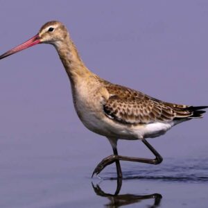 Grutto loopt in ondiep water, zijkant zicht.
