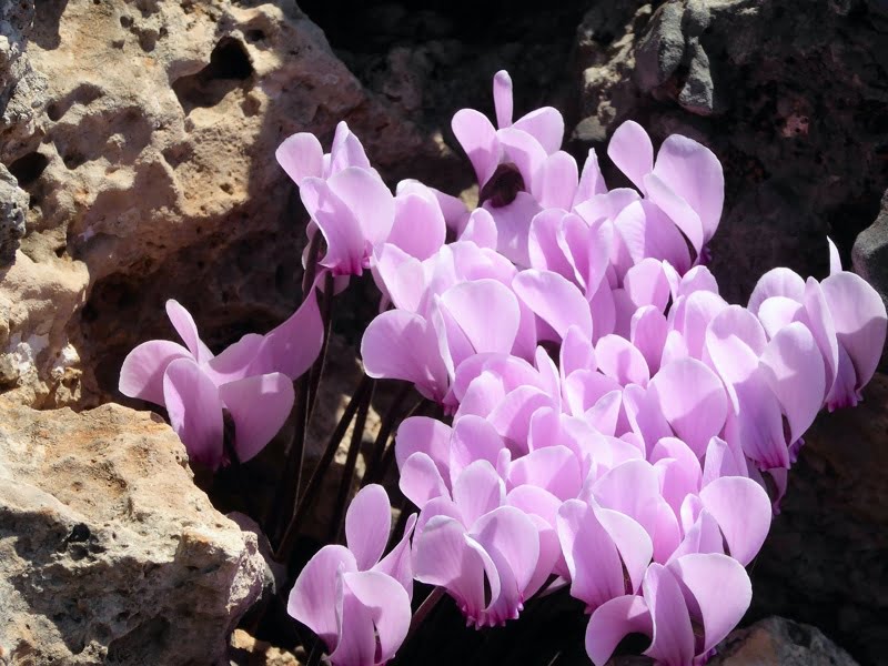 Roze bloemen tussen rotsen in zonlicht