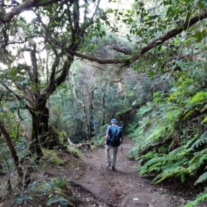 Wandelaar op bospad omringd door groene natuur
