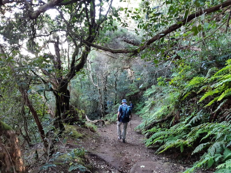 Wandelaar op bospad omringd door groene natuur