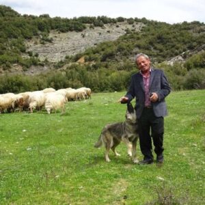 Herder met hond en schapen in groene vallei.