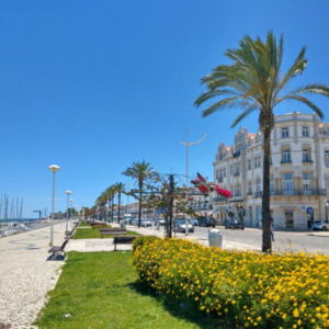 Wandelpad met palmbomen en gele bloemen aan zee.